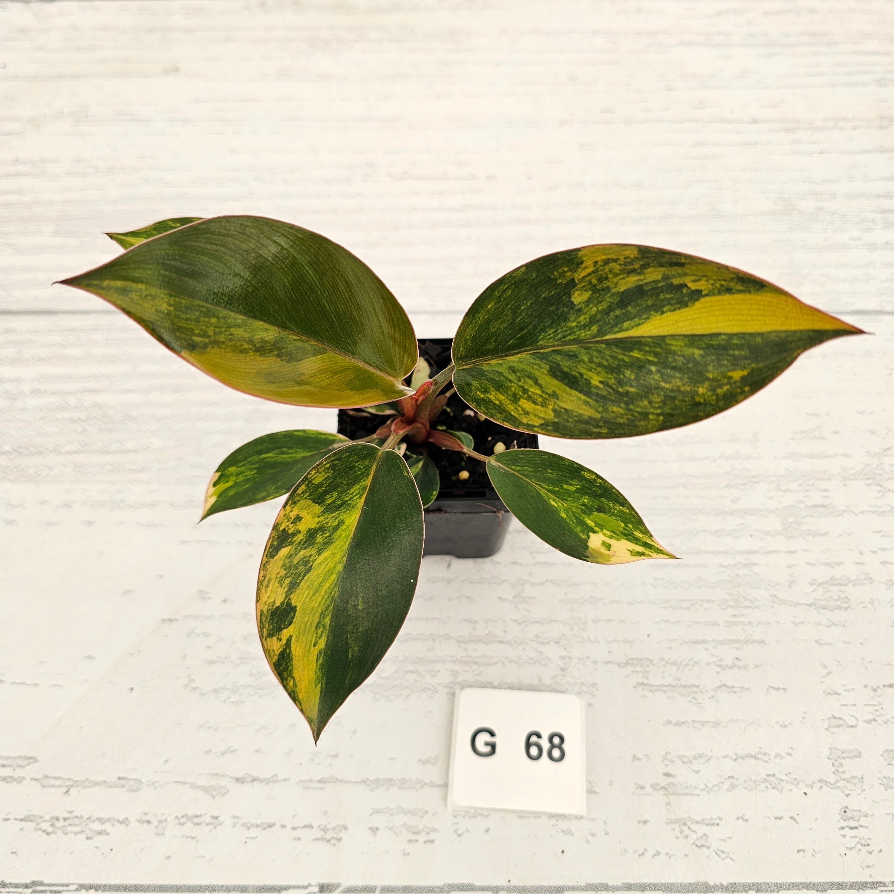 Philodendron 'Rojo Congo Variegated' - SALE