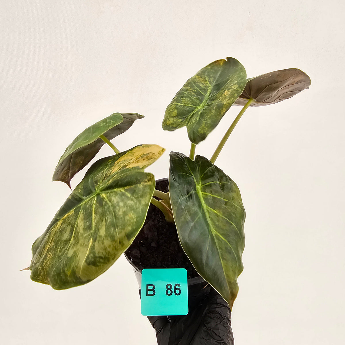 Alocasia ‘wentii’ Variegated - SALE