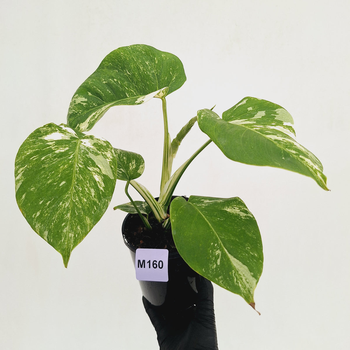 Monstera borsigiana 'Albo'