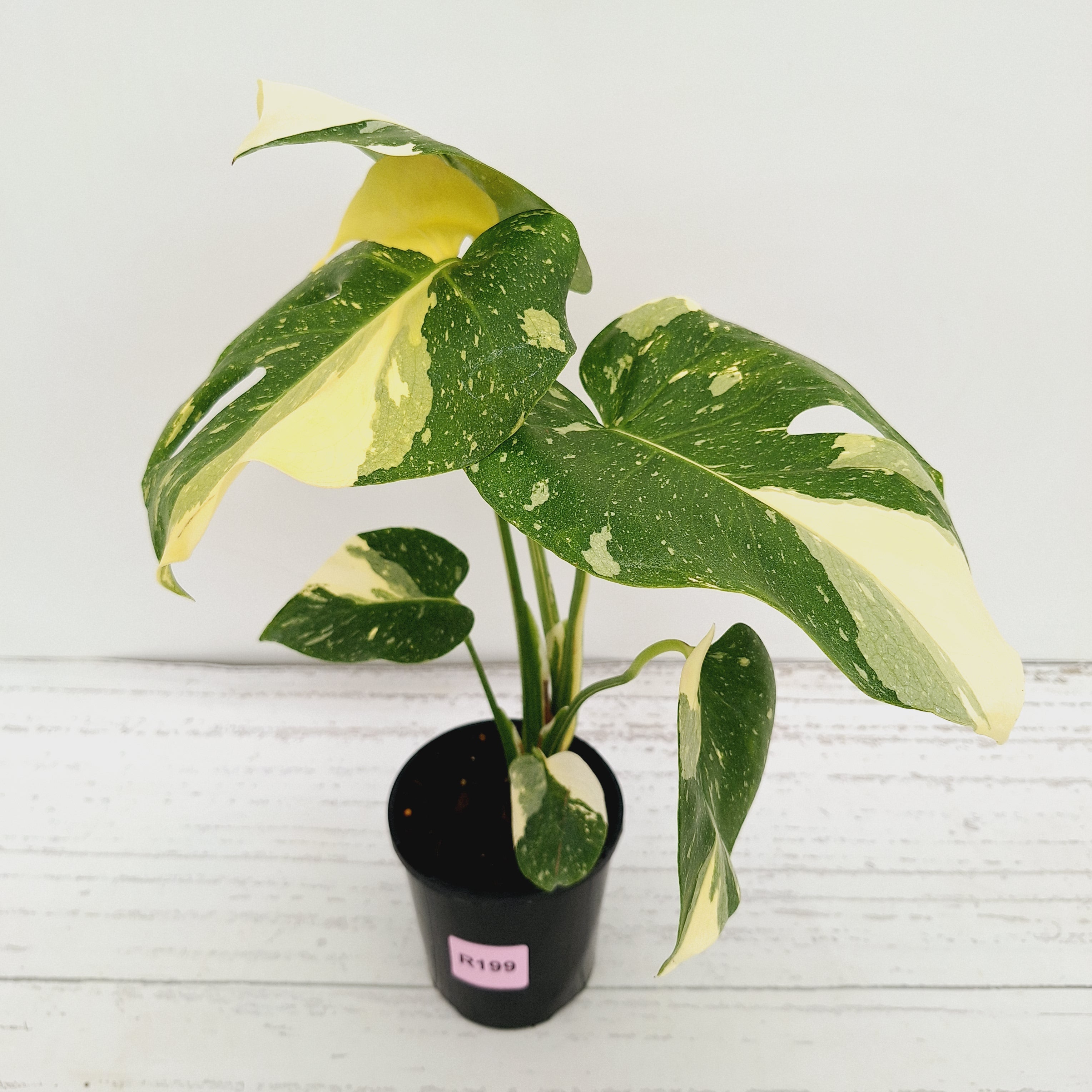 Monstera deliciosa 'Thai Constellation'