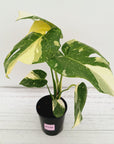 Monstera deliciosa 'Thai Constellation'