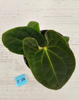 Anthurium 'Black Magic'