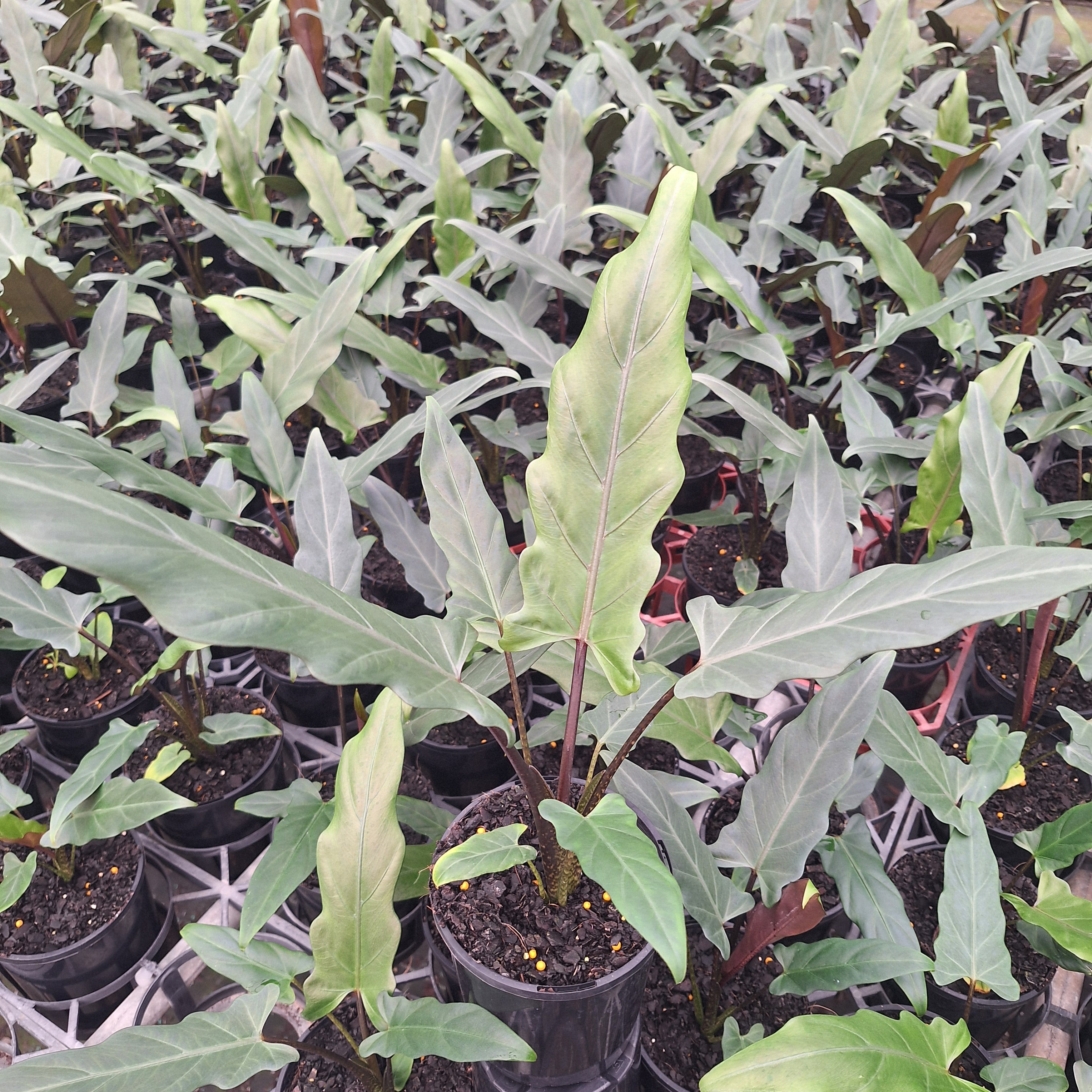 Alocasia lauterbachiana Purple Sword