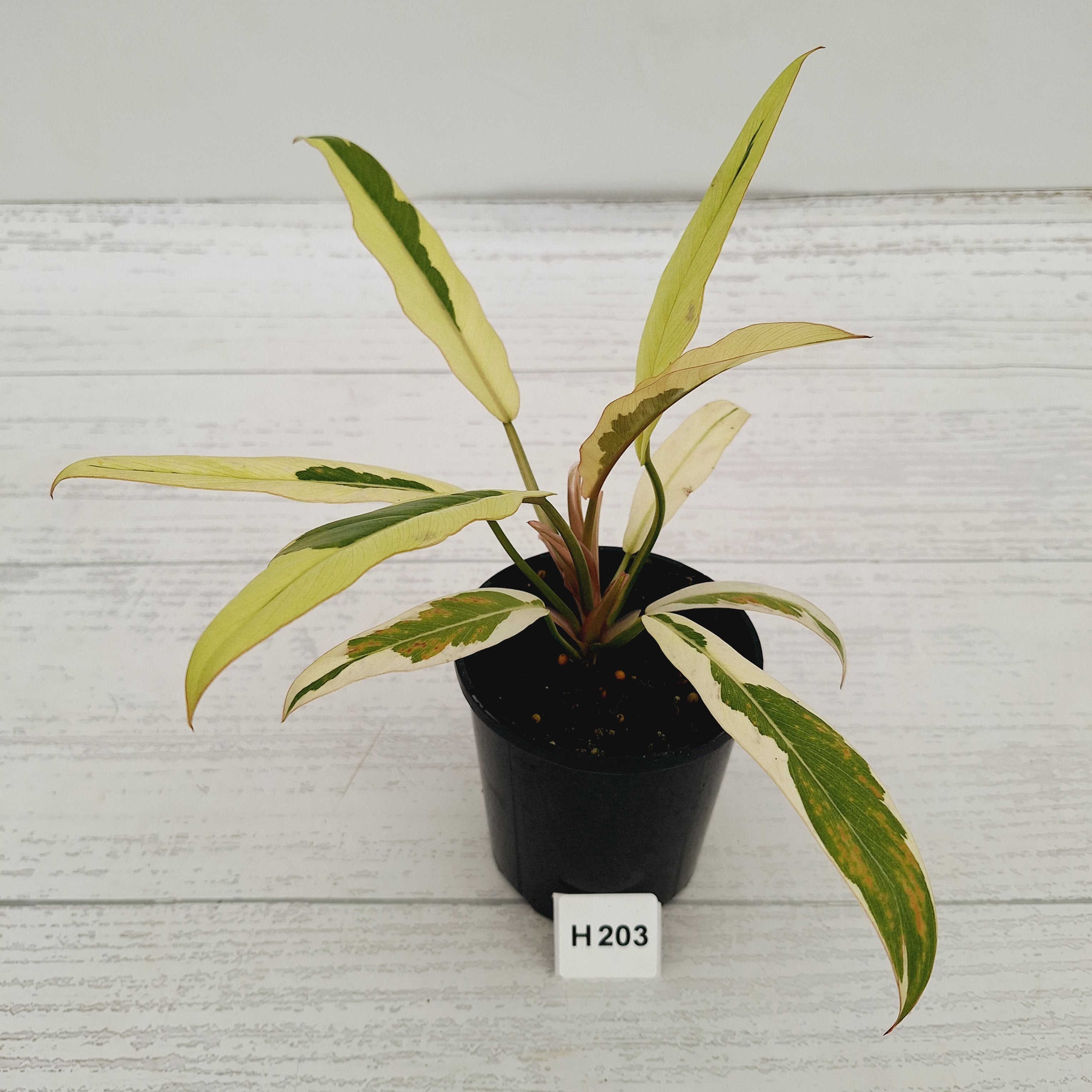 Philodendron serratum Caramel Marble Albo