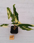 Alocasia sarian variegata