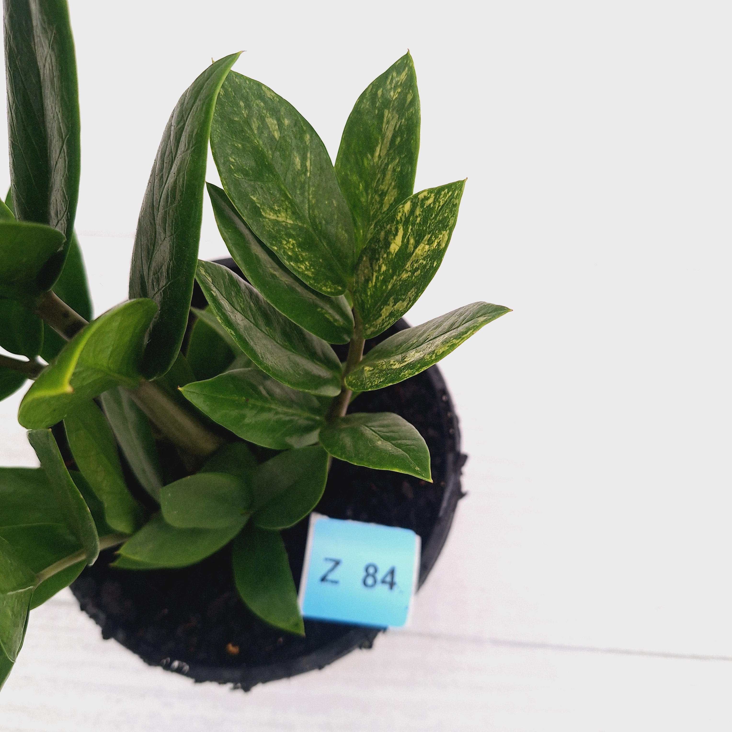 Zamioculcas zamiifolia Variegated ZZ Plant