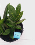 Zamioculcas zamiifolia Variegated ZZ Plant