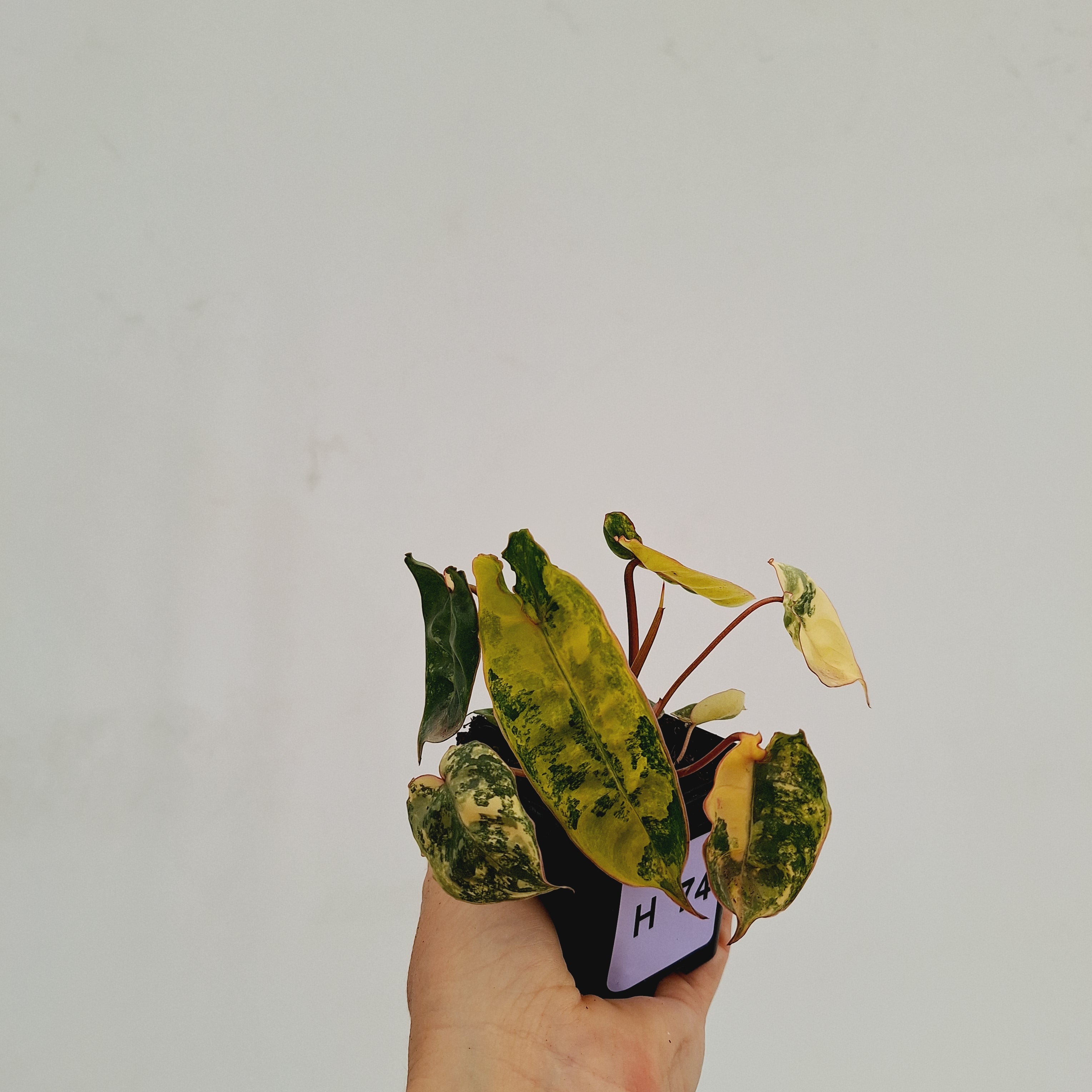Philodendron billietiae Variegata