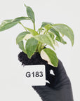 Homalomena rubescens ‘Cheese’
