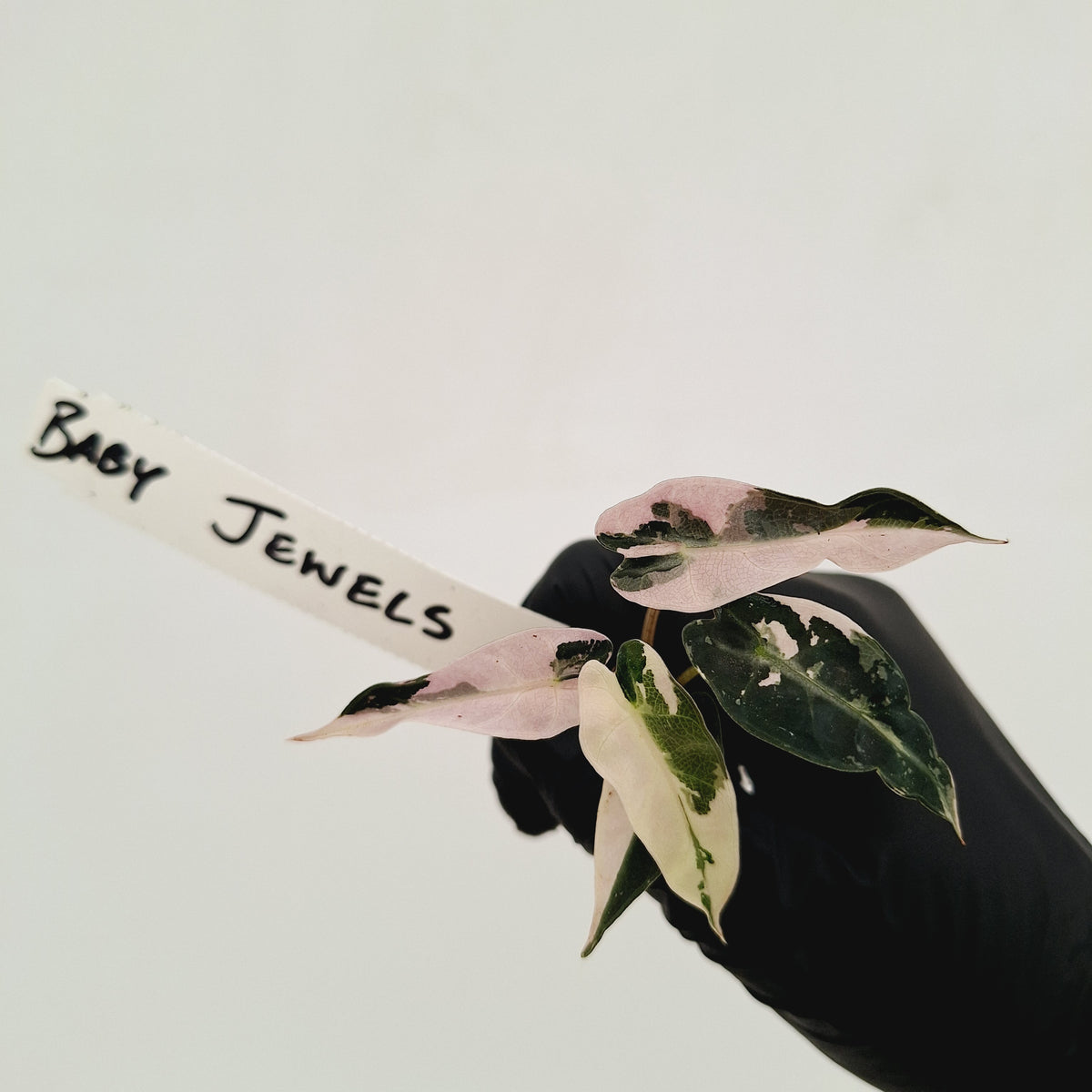Alocasia Amazonica bambino Variegata - Bare Bottom Baby