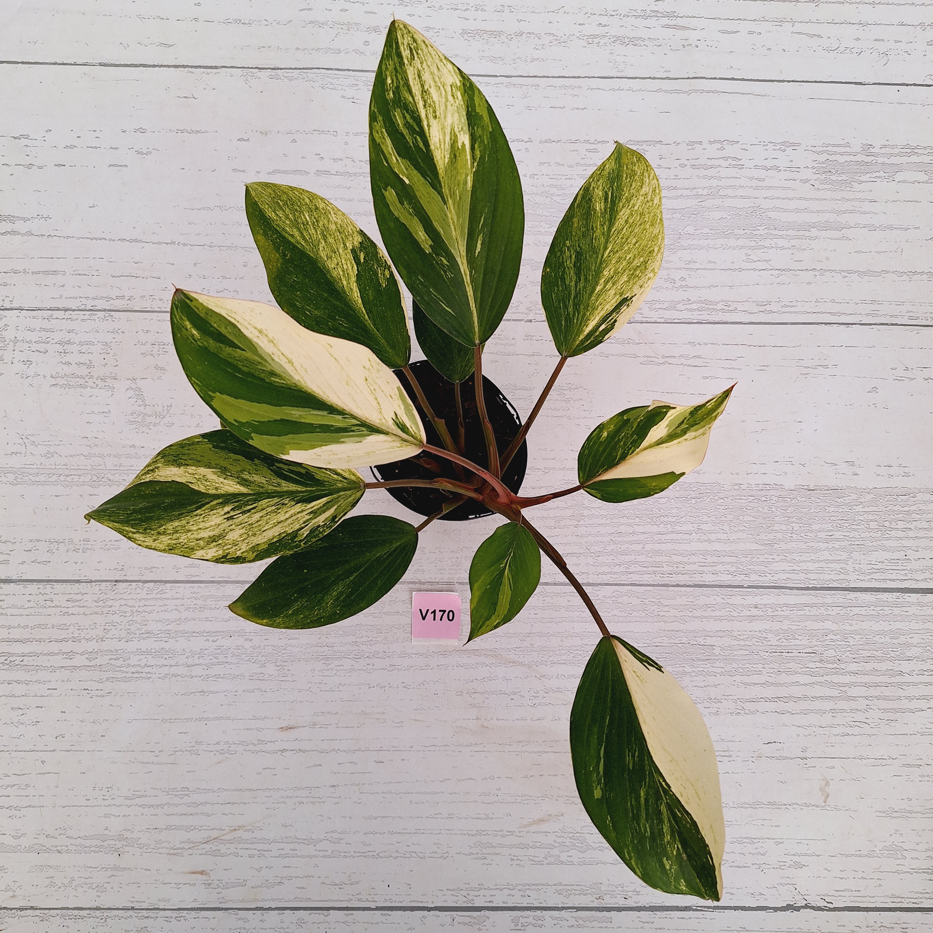 Homalomena Tropical Green Variegata -sale