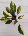 Homalomena Tropical Green Variegata -sale