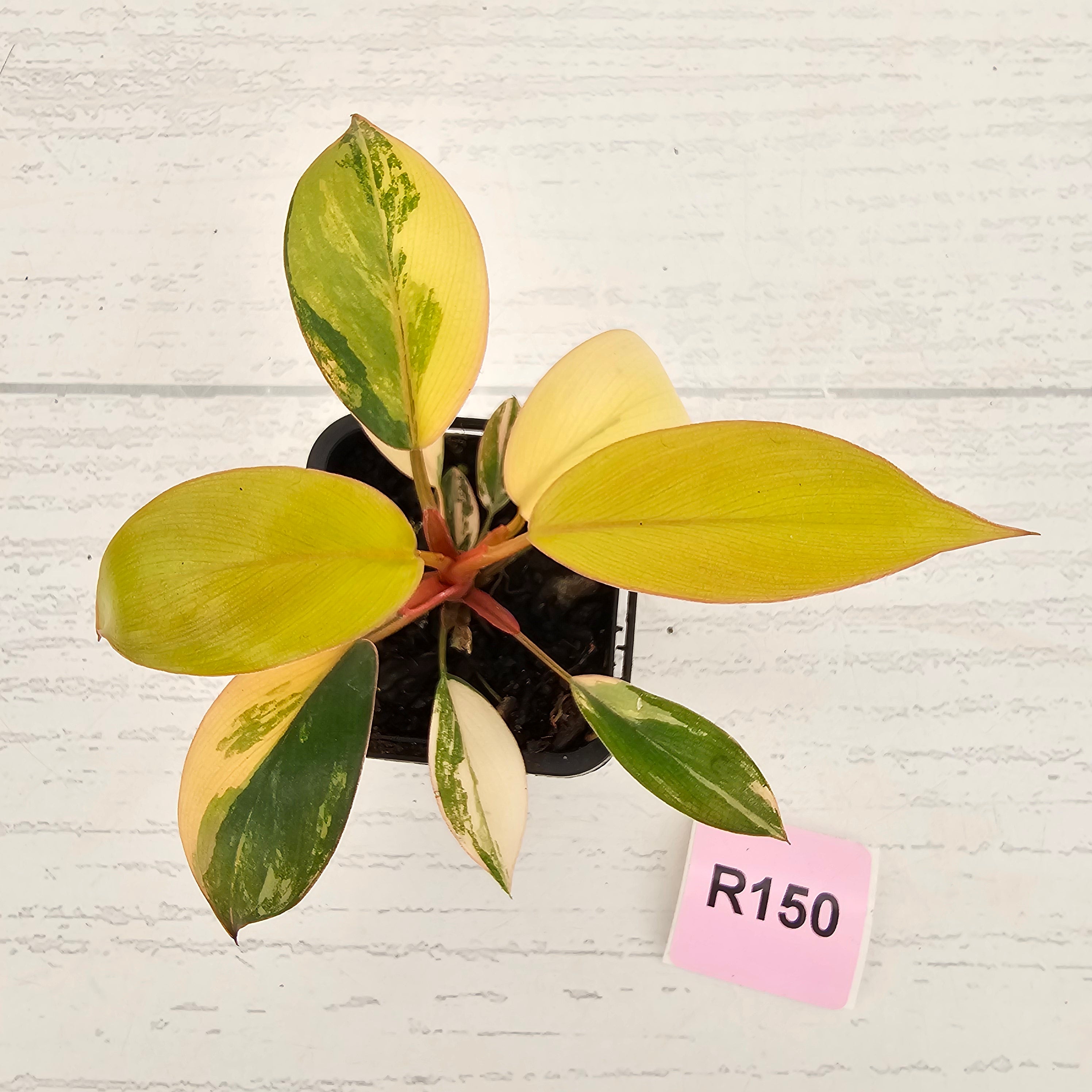 Philodendron 'Rojo Congo Variegated' 70mm