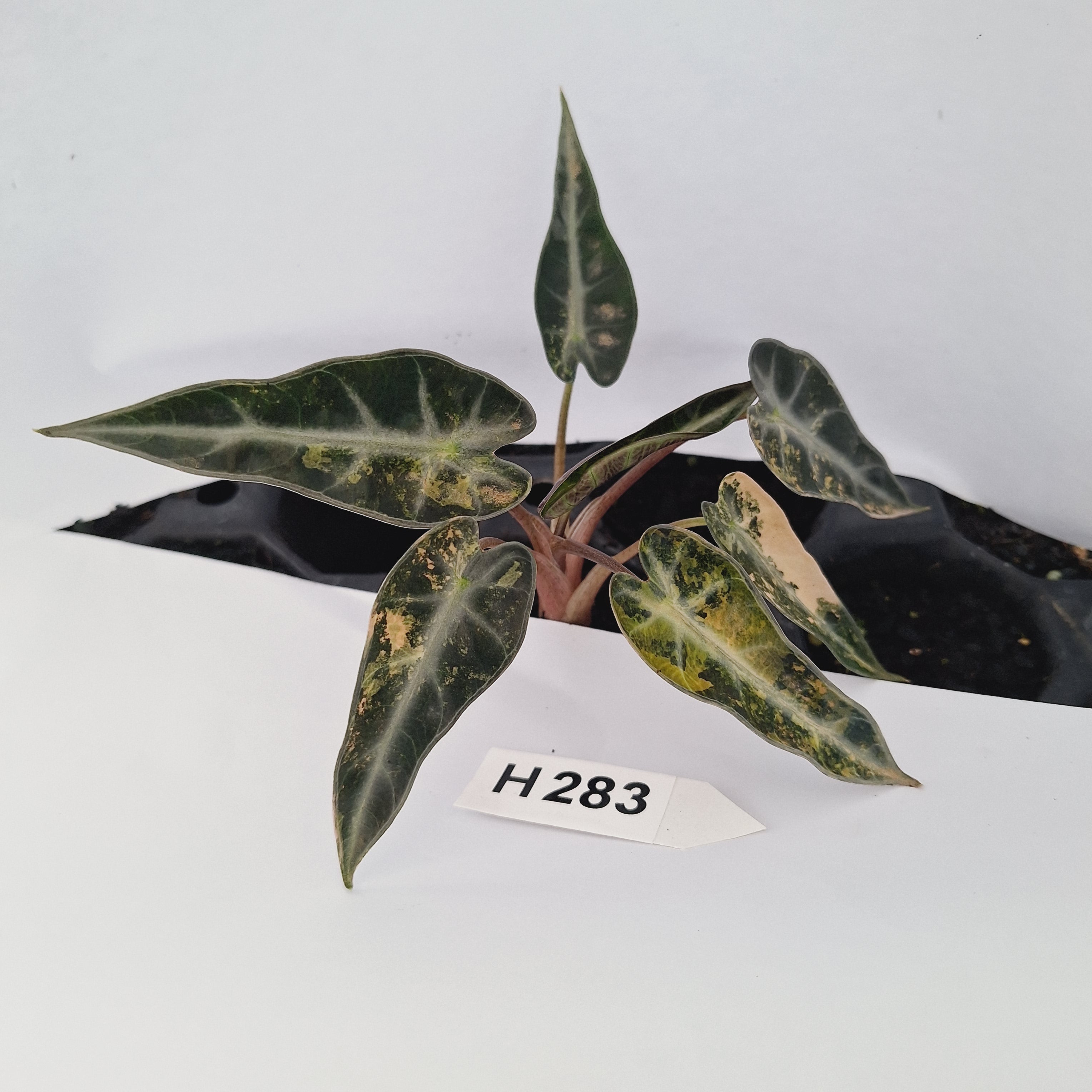 Alocasia Amazonica  bambino Variegata - Bare Bottom Baby - SALE