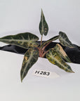 Alocasia Amazonica  bambino Variegata - Bare Bottom Baby - SALE