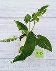 Alocasia Okinawa Silver