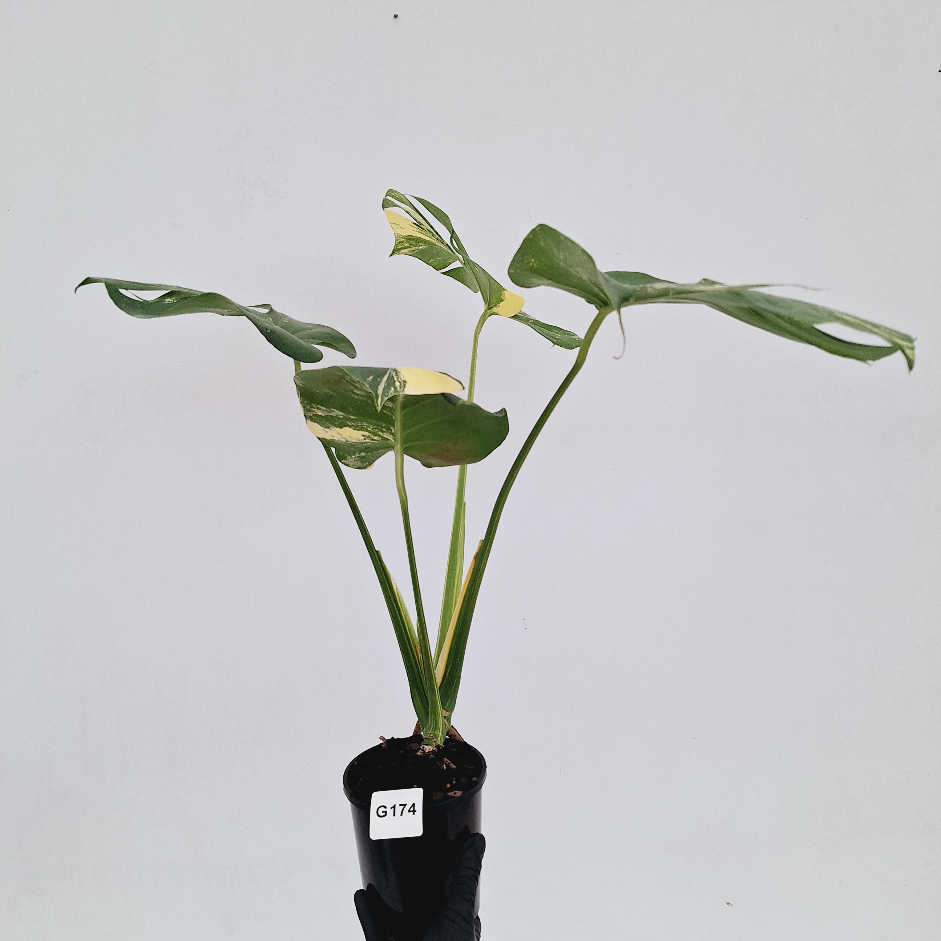 Monstera deliciosa Variegata