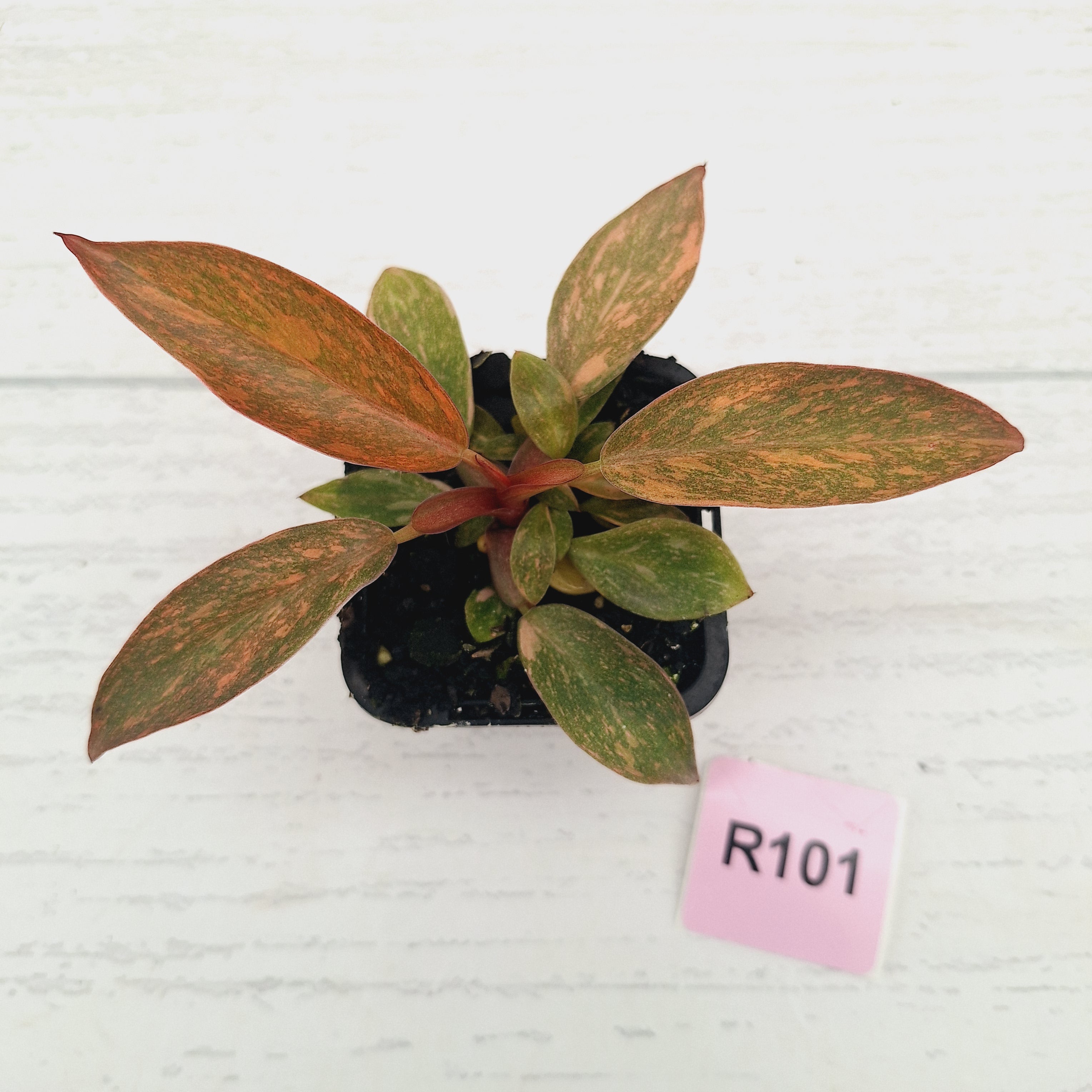 Philodendron 'Orange Princess' 70mm