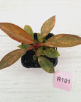 Philodendron 'Orange Princess' 70mm