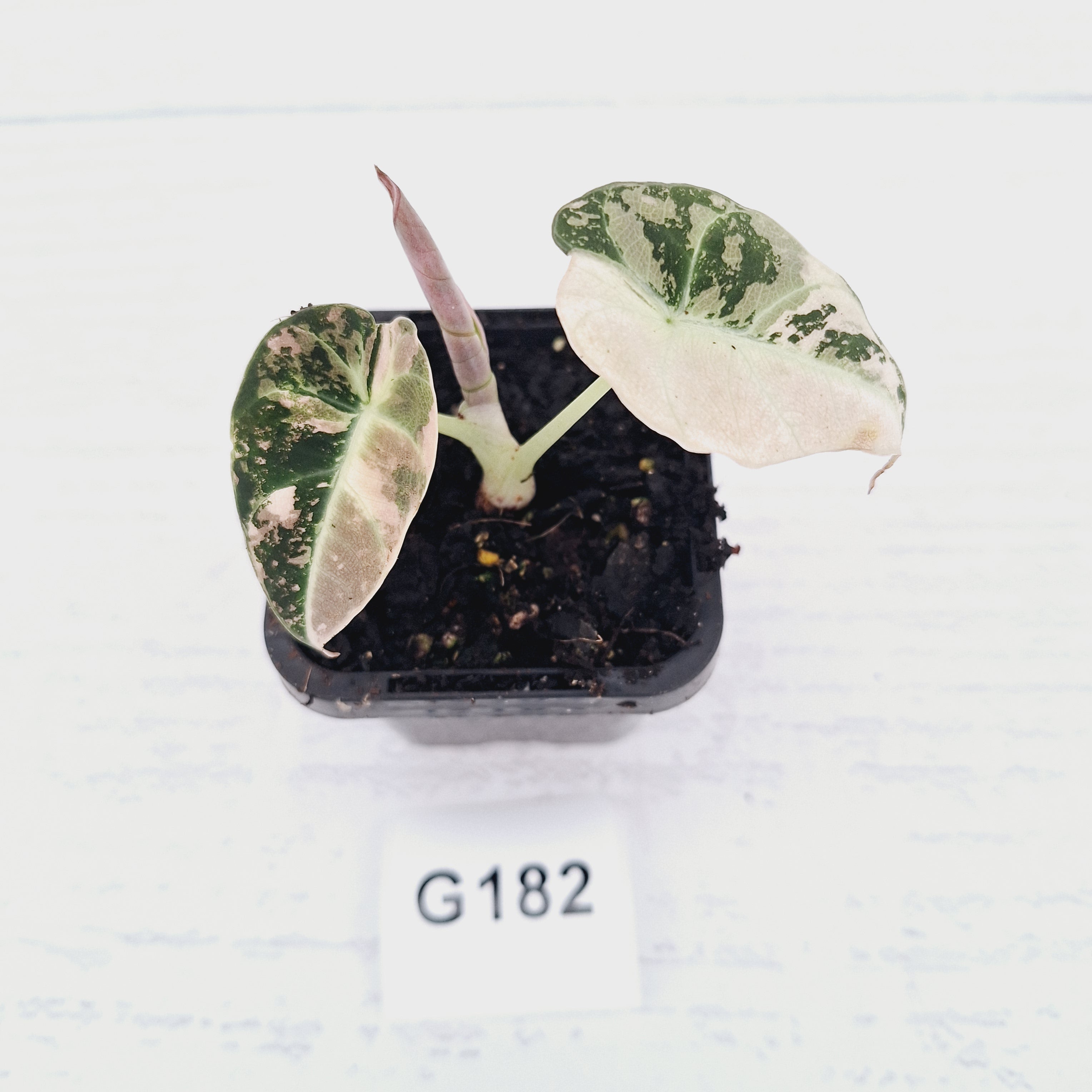 Alocasia reginula 'Black Velvet variegata'