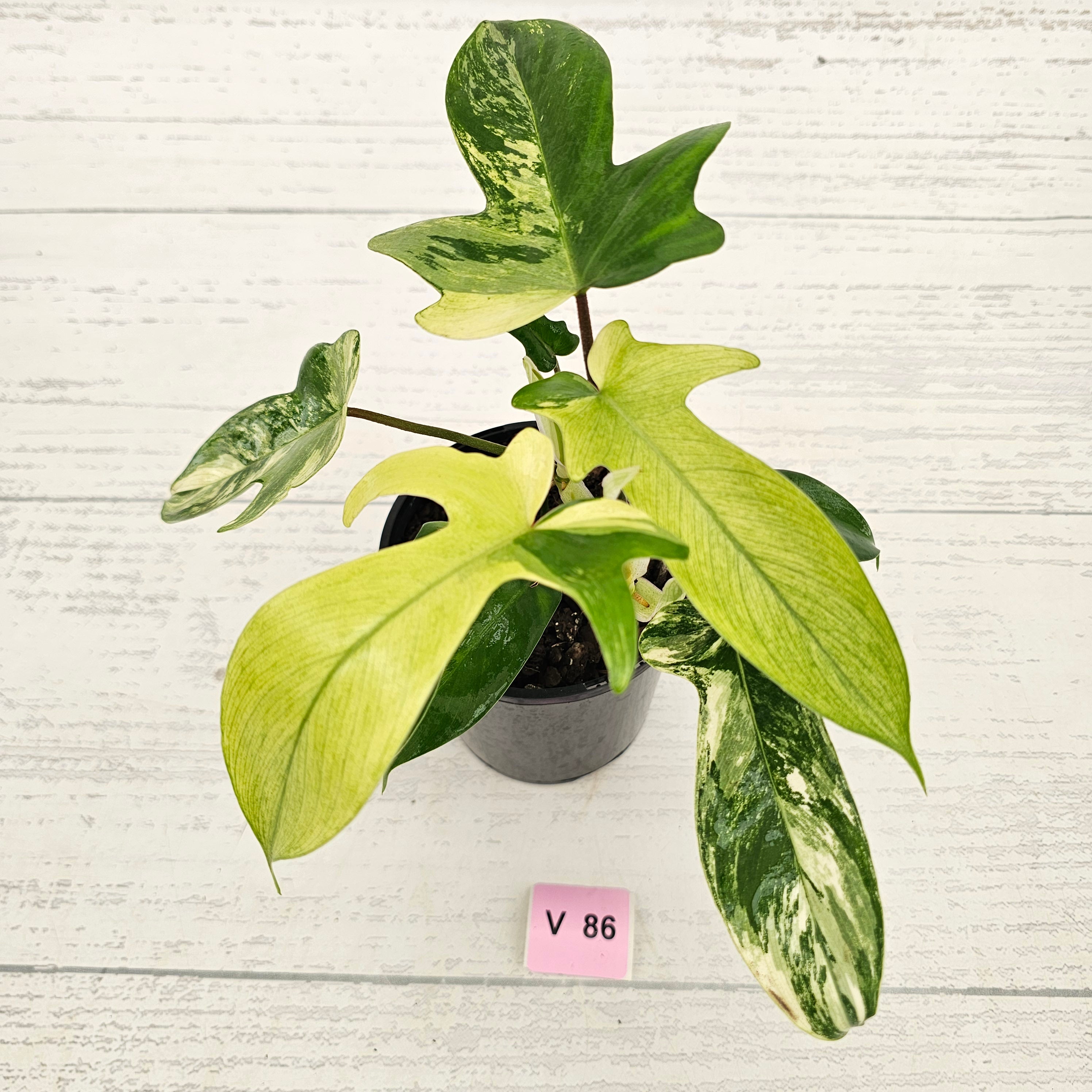 Philodendron pedatum 'Florida Beauty'
