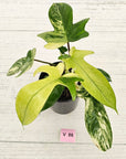 Philodendron pedatum 'Florida Beauty'