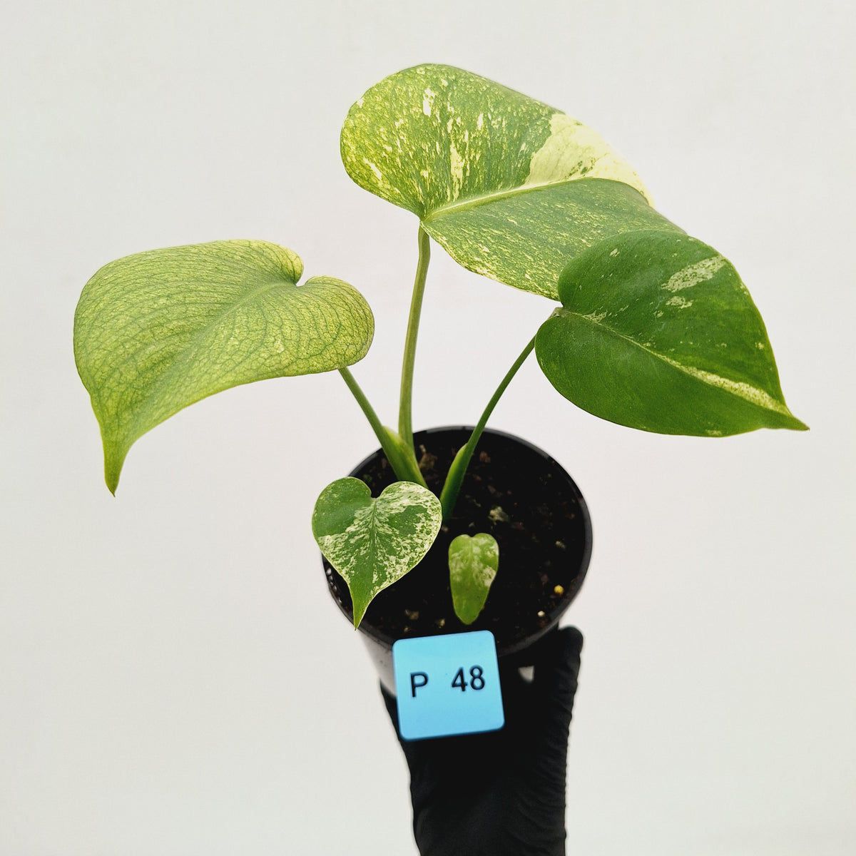 Monstera Deliciosa 'White Monster'