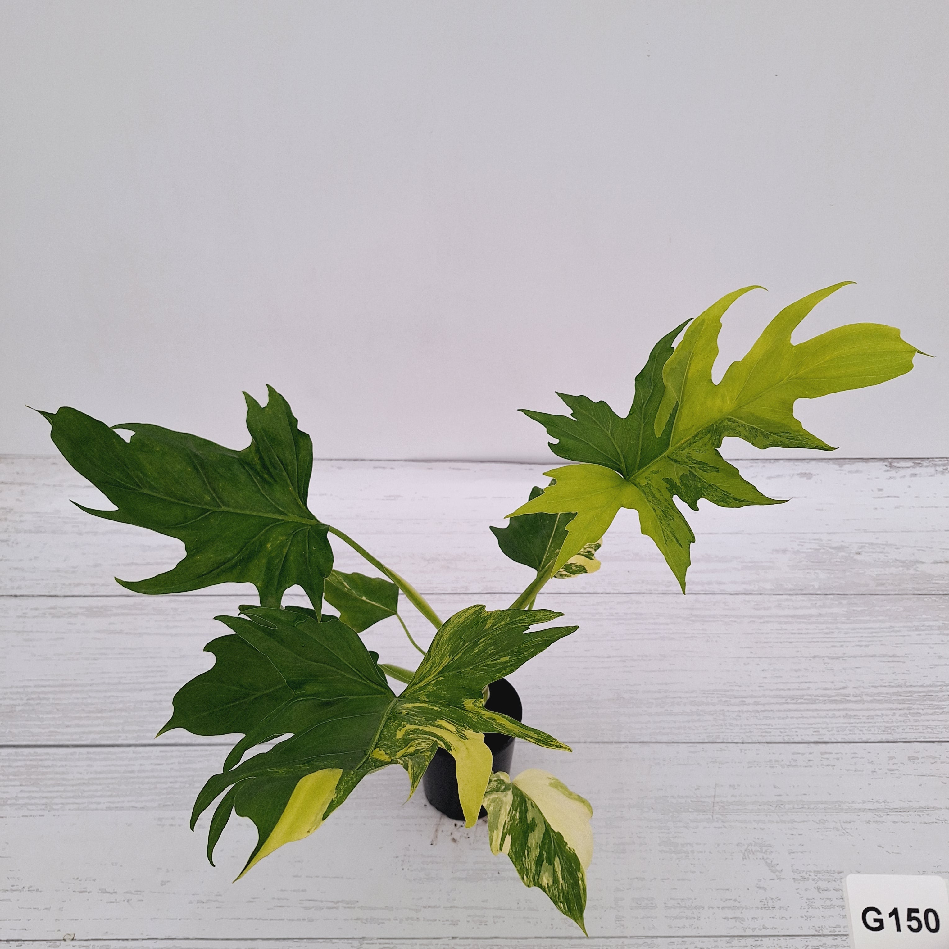Philodendron warscewiczii Gold Variegata