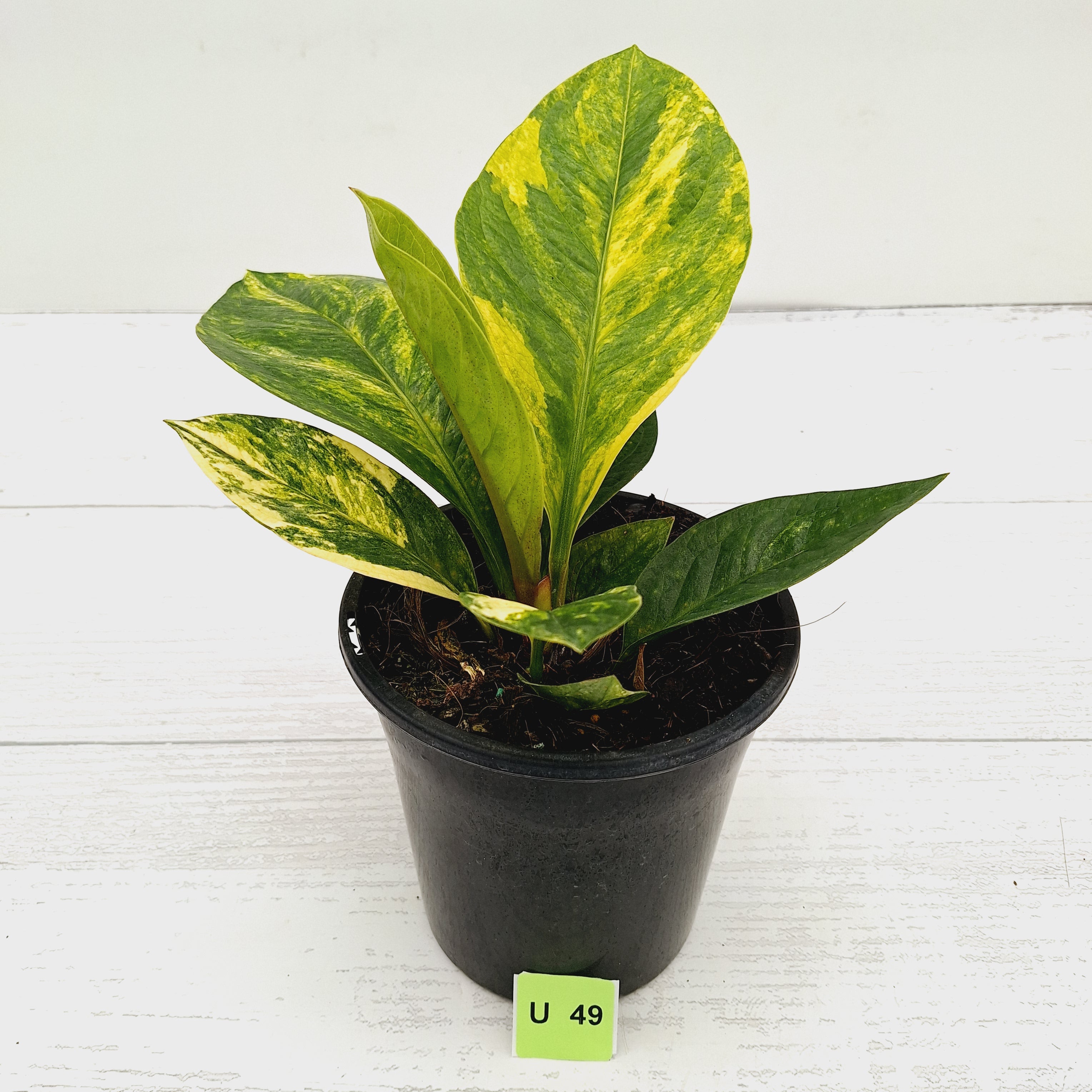 Anthurium jenmanii Variegata