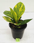 Anthurium jenmanii Variegata