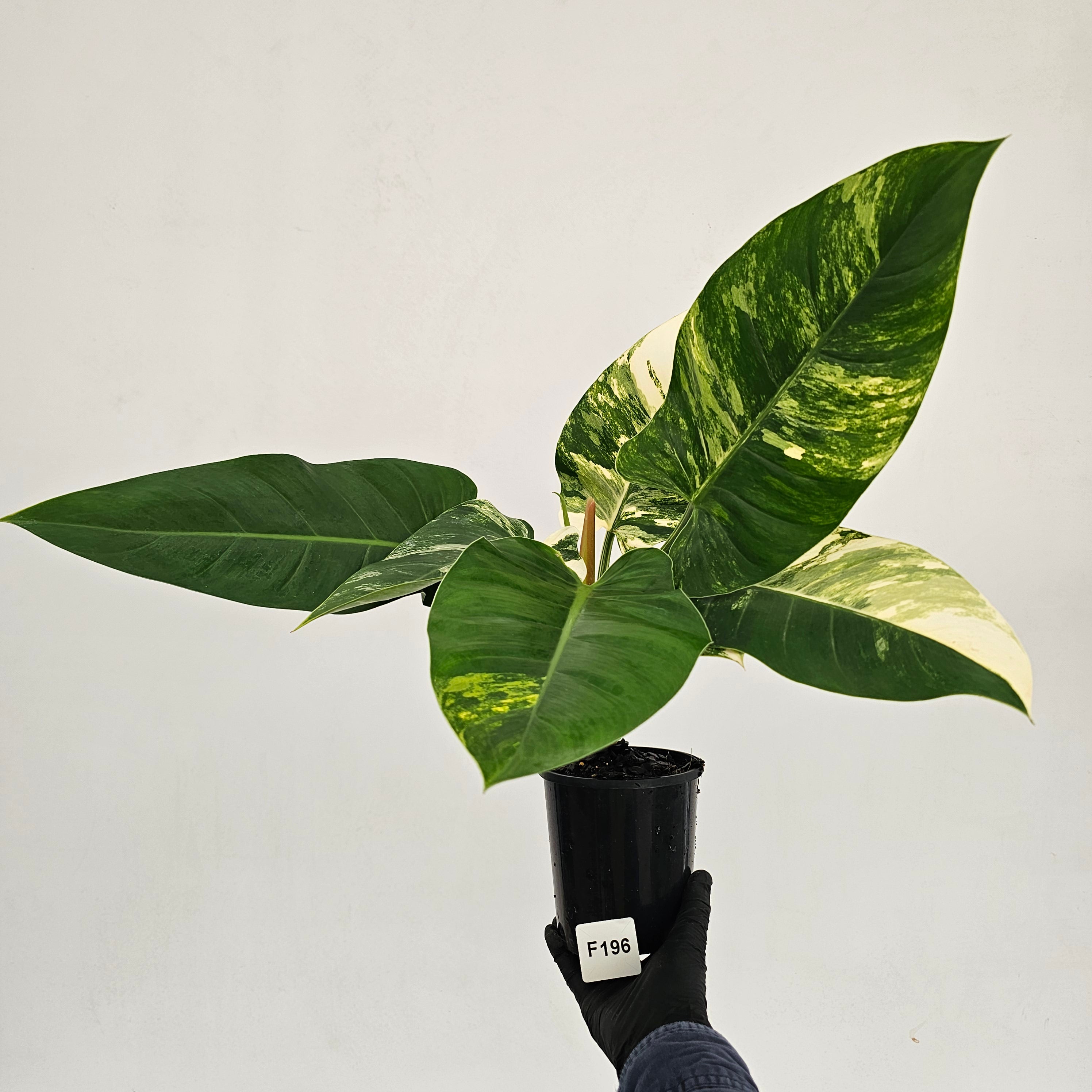 Philodendron imperial green variegata
