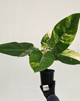 Philodendron imperial green variegata
