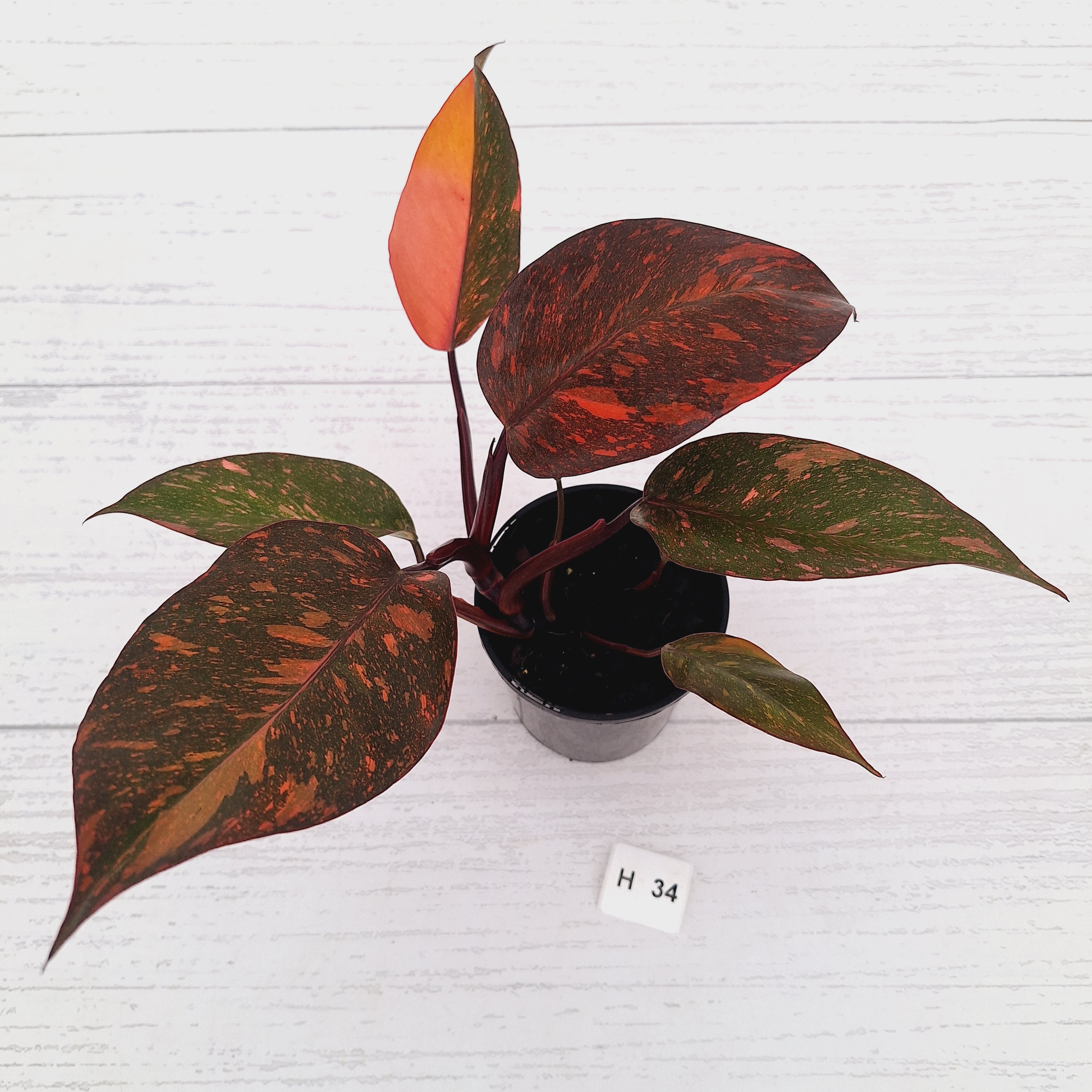 Philodendron 'Orange Princess' - FLASH SALE
