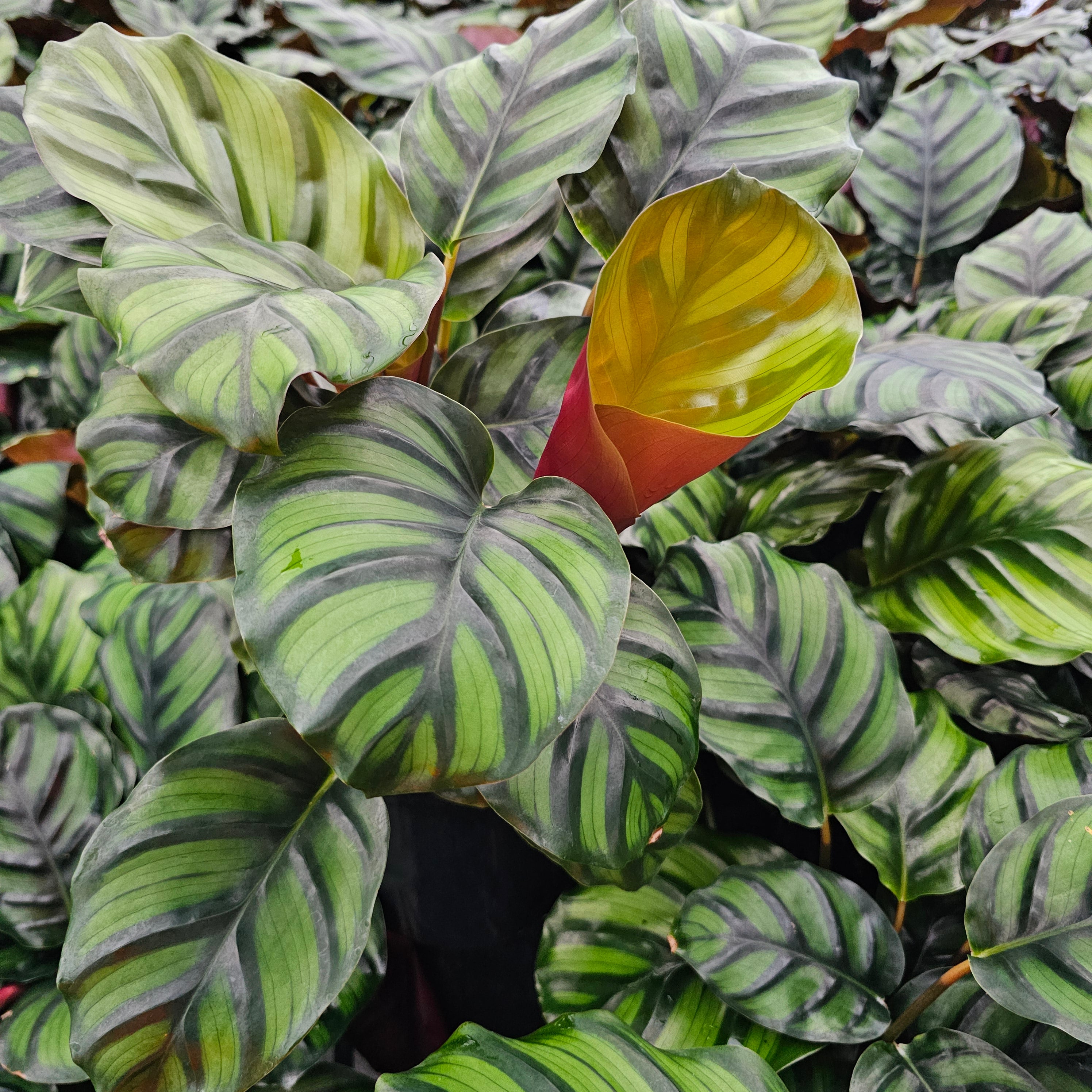 Calathea rotundifolia Fasciata