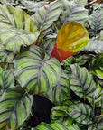Calathea rotundifolia Fasciata
