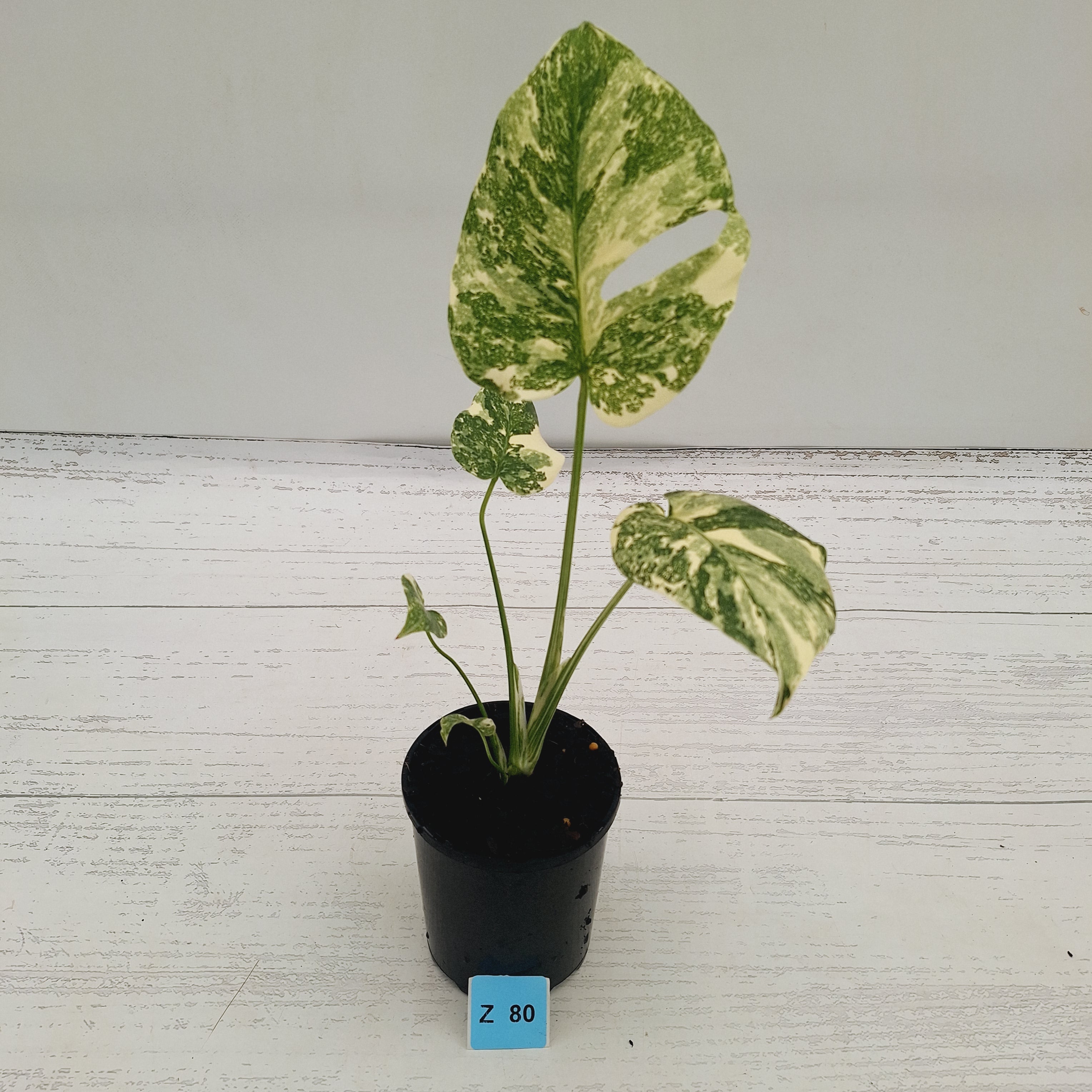 Monstera deliciosa Thai Constellation