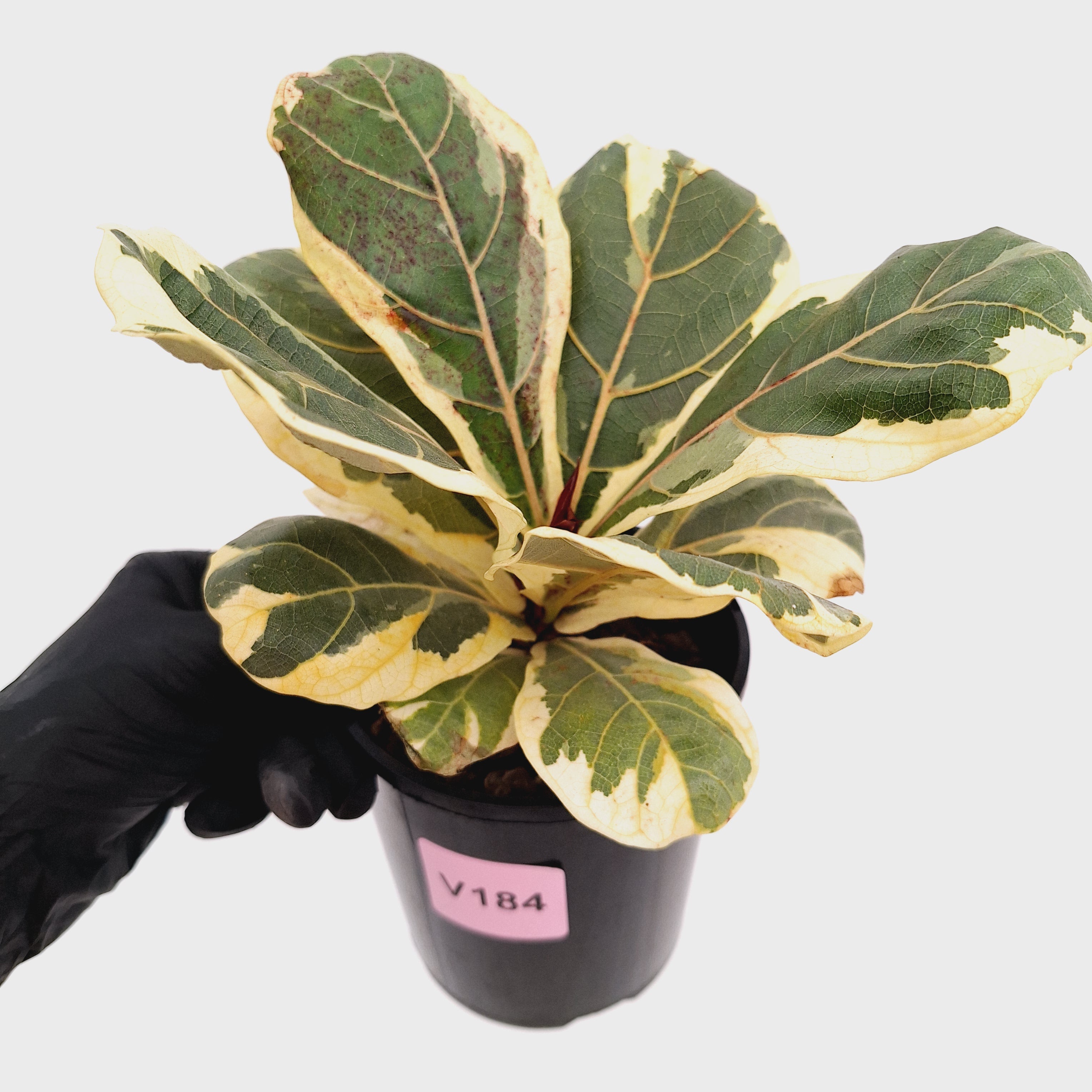 Ficus lyrata Variegata