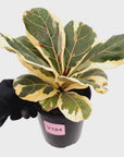 Ficus lyrata Variegata
