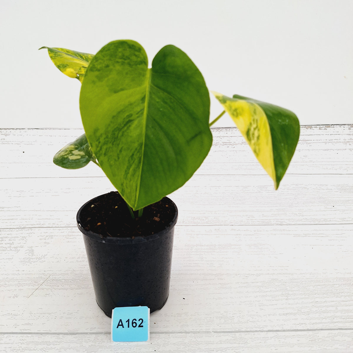 Monstera deliciosa Aurea 'Yellow Marilyn'