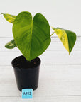Monstera deliciosa Aurea 'Yellow Marilyn'