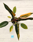Philodendron 'Rojo Congo Variegated' 125mm