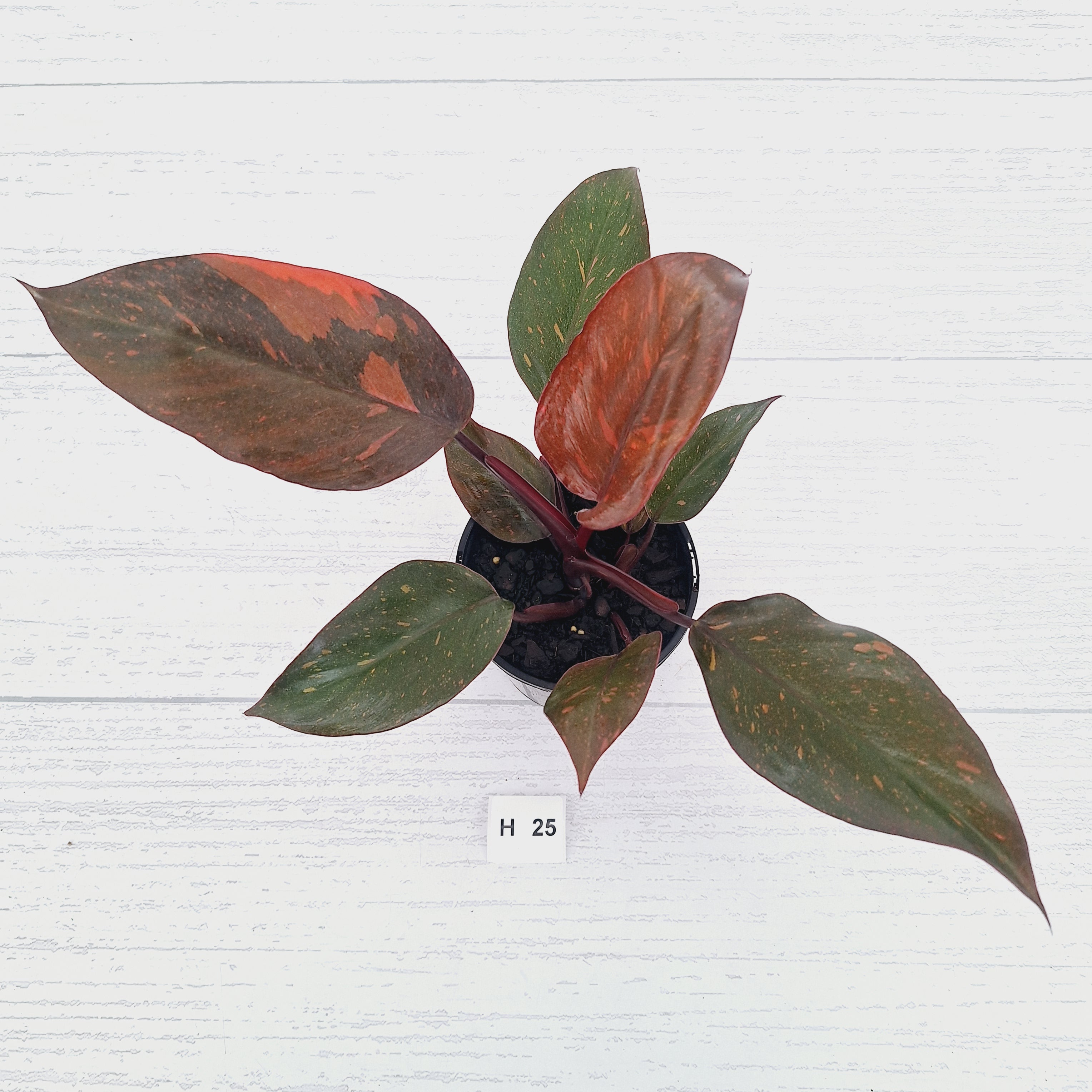 Philodendron 'Orange Princess' - FLASH SALE