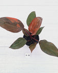 Philodendron 'Orange Princess' - FLASH SALE