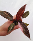 Philodendron erubescens 'Pink Princess Galaxy Marble' - Bare Bottom Baby