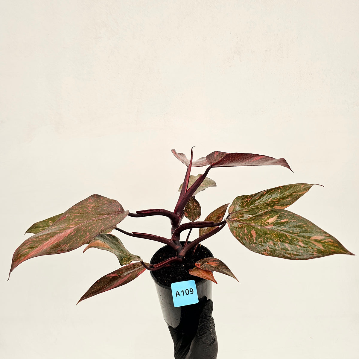 Philodendron 'Orange Princess'