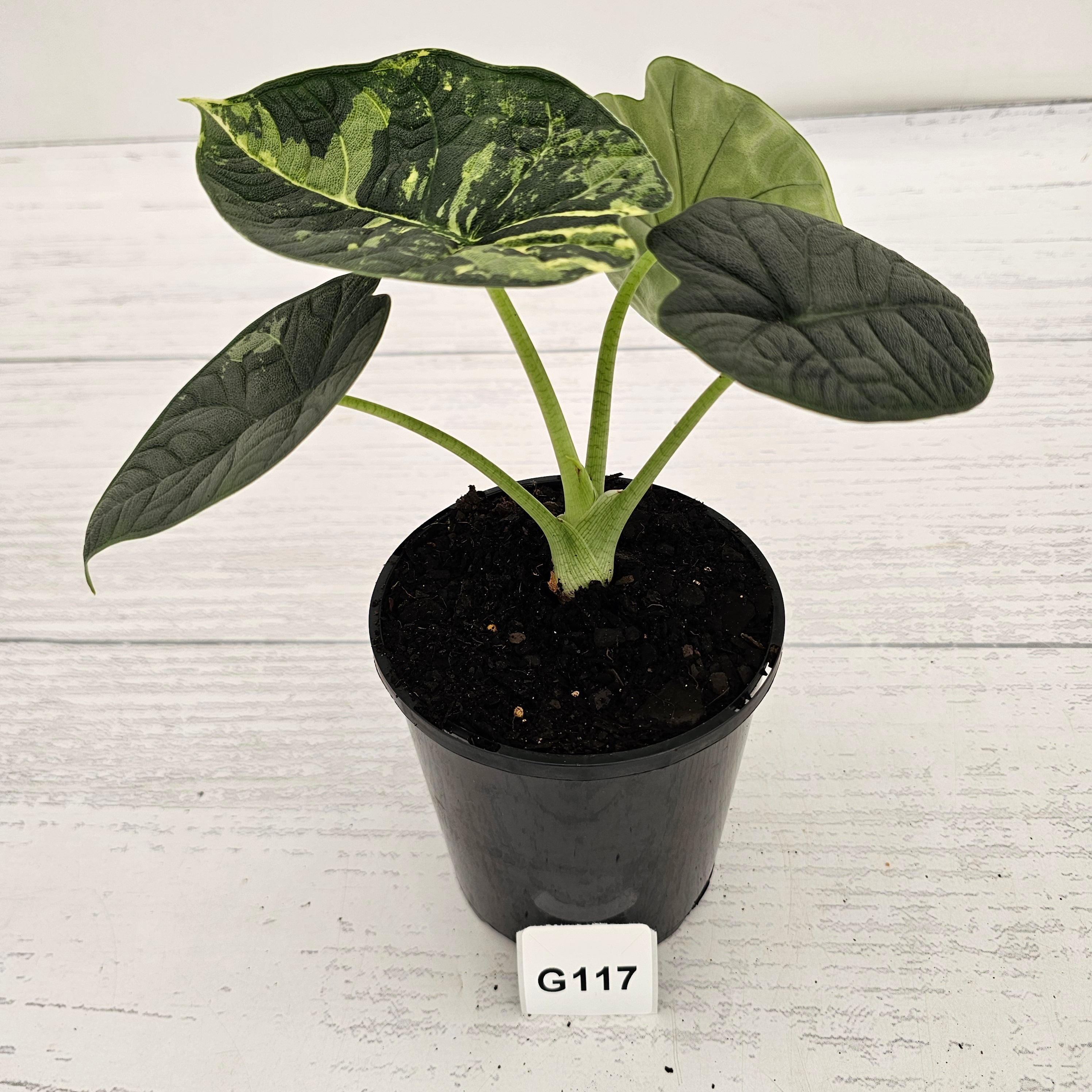Alocasia melo 'Rhino Skin' Variegata
