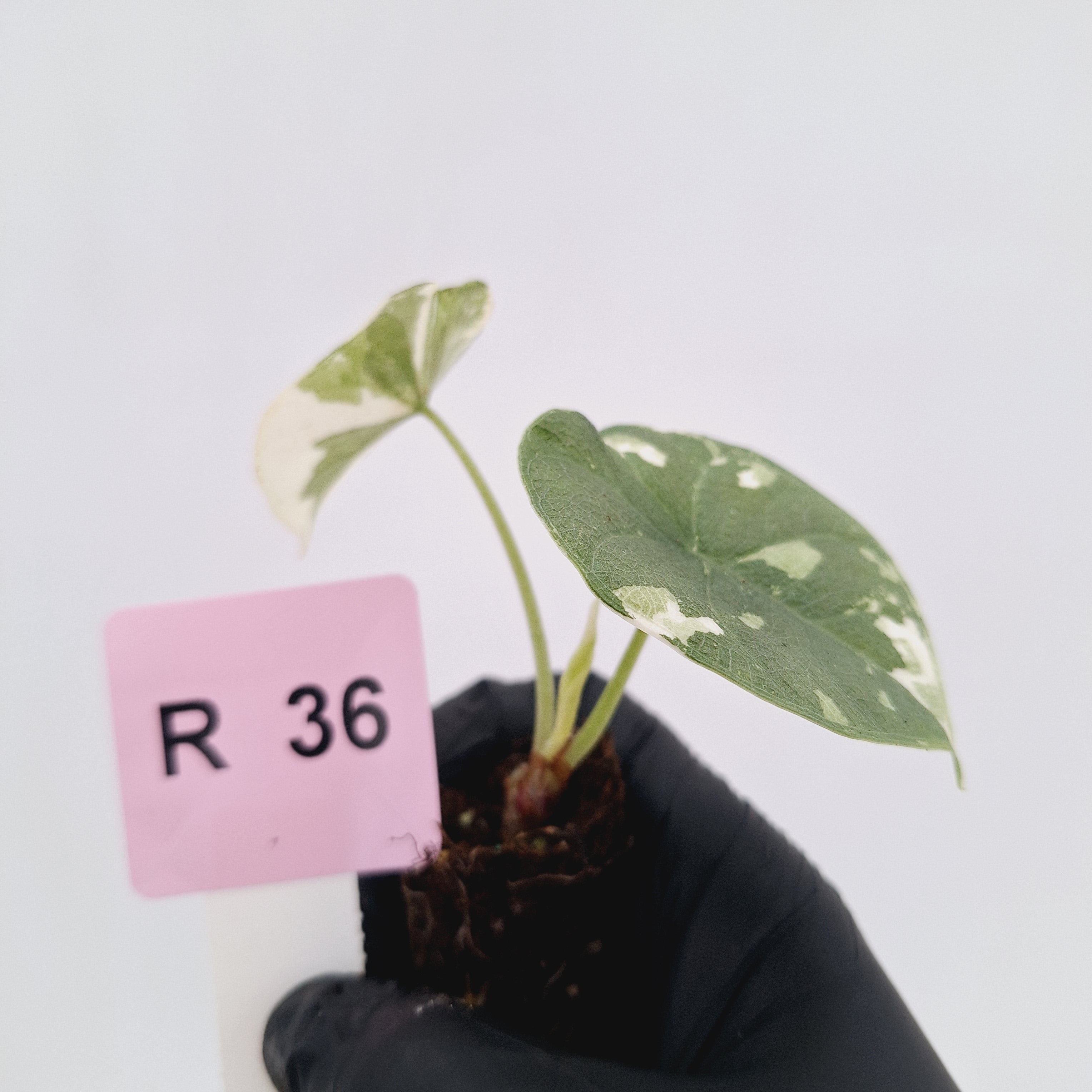 Alocasia melo 'Rhino Skin' Variegata - Bare Bottom Baby
