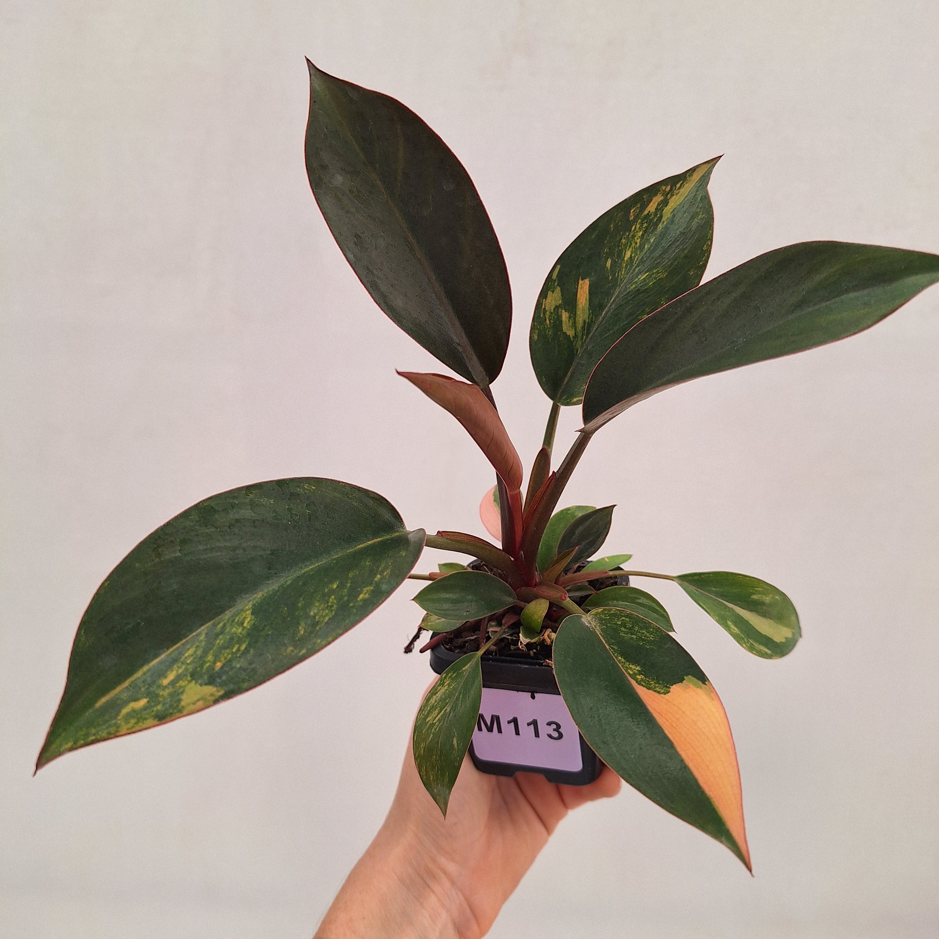 Philodendron 'Rojo Congo Variegated' 70mm