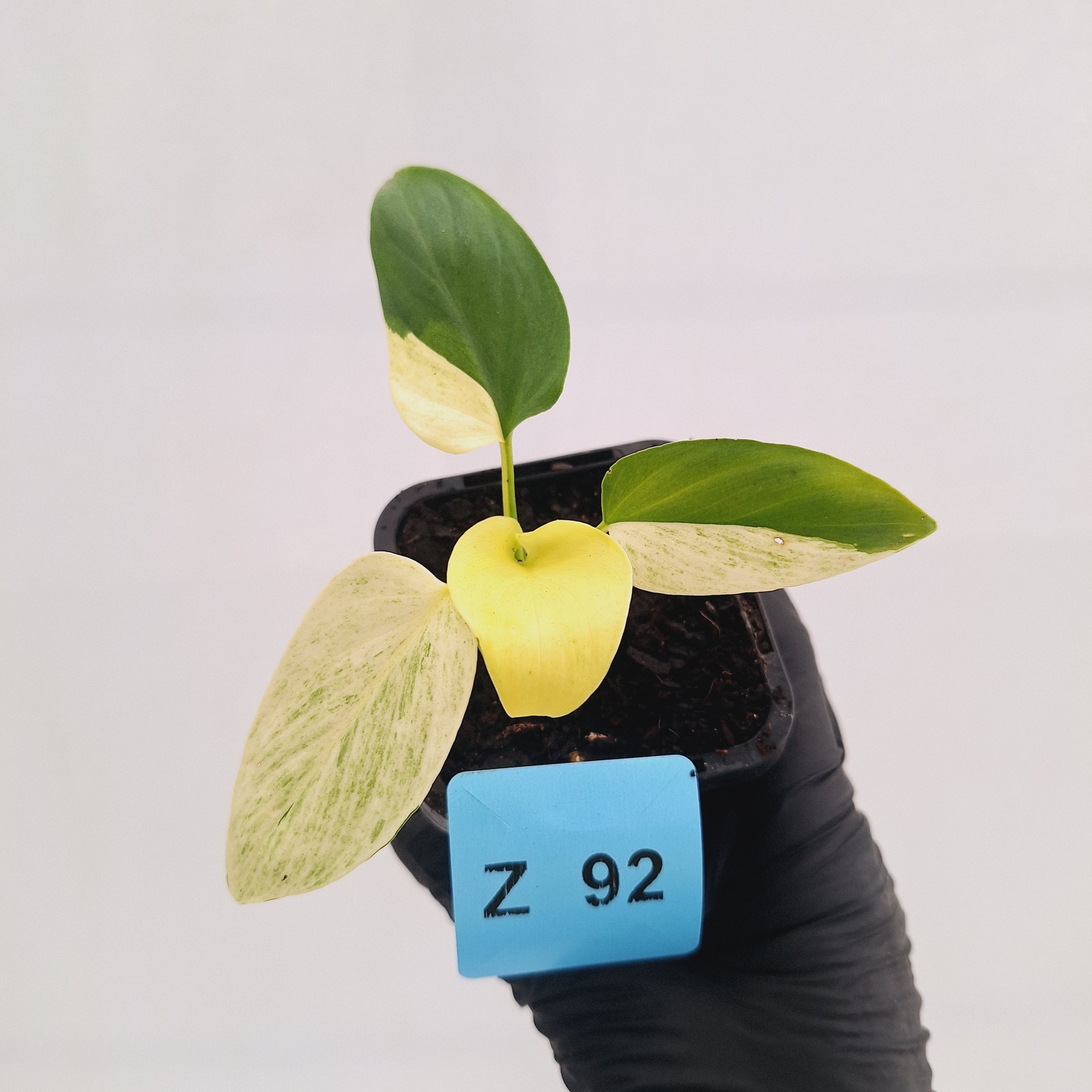 Homalomena sulcata ‘Cream Frost’ - SALE