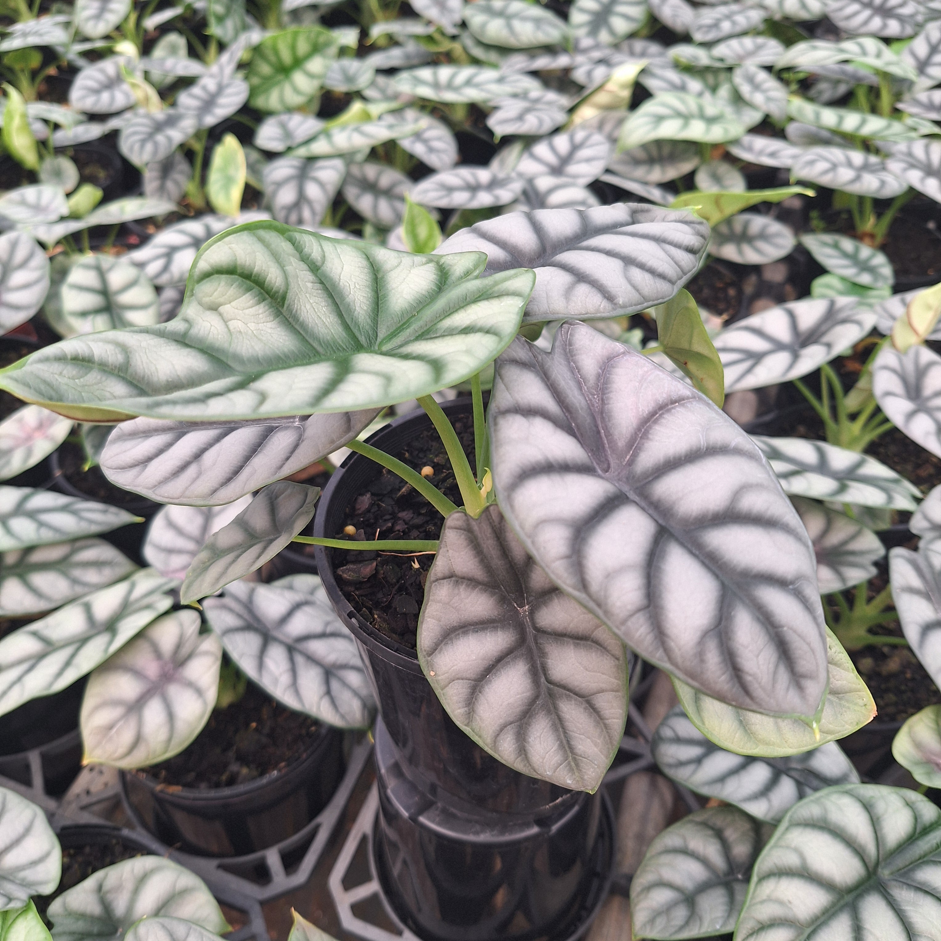 Alocasia baginda 'Silver Dragon'